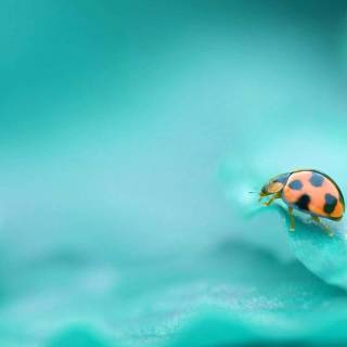 Cute bugs wallpaper