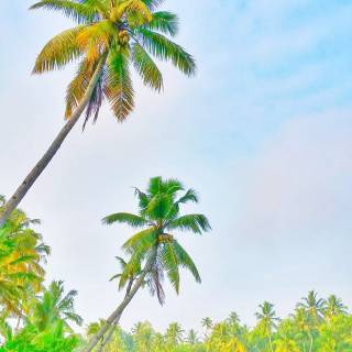 Kerala backwaters wallpaper