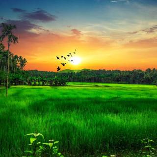 Kerala backwaters wallpaper