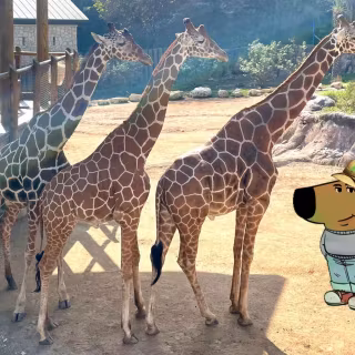 Just A Chill Guy wallpaper