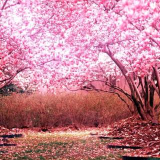 Pink blossom tree wallpaper
