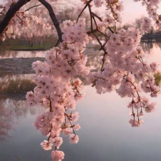 Pink blossom tree wallpaper