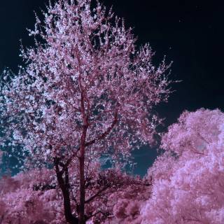 Pink blossom tree wallpaper