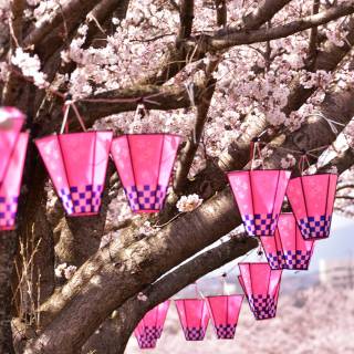 Pink blossom tree wallpaper