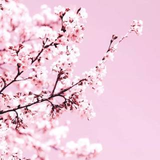 Pink blossom tree wallpaper