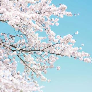 Pink blossom tree wallpaper
