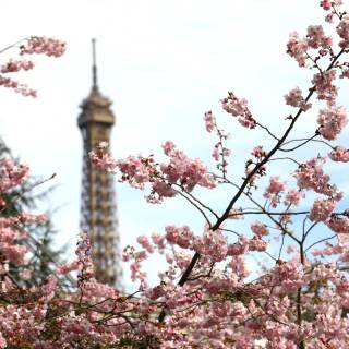 Pink blossom tree wallpaper