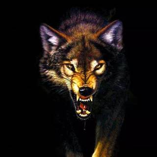 Fierce wolf wallpaper