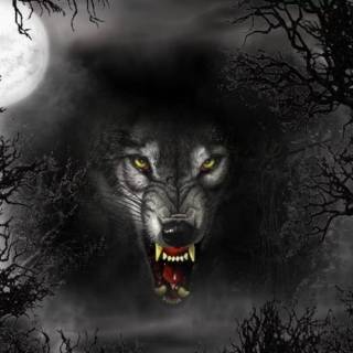 Fierce wolf wallpaper