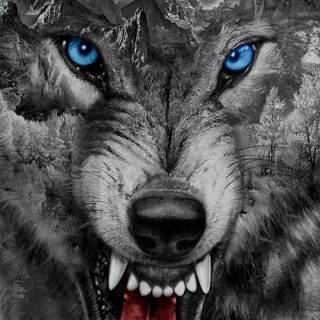Fierce wolf wallpaper