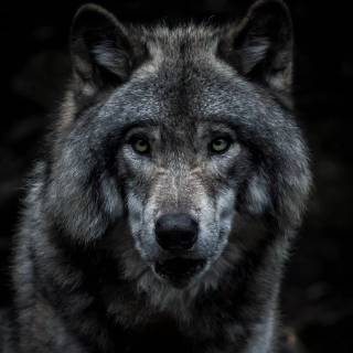 Fierce wolf wallpaper