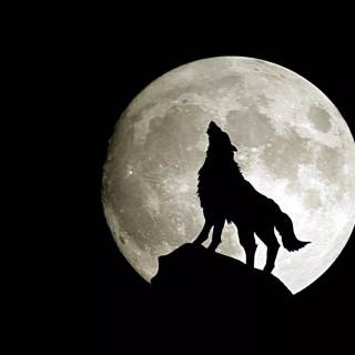 Fierce wolf wallpaper