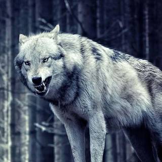Fierce wolf wallpaper