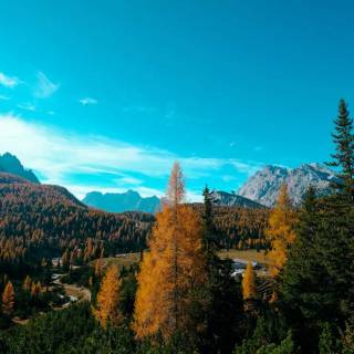 Pine tree autumn wallpaper