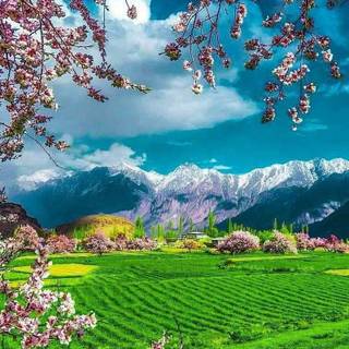 Calming landscape phone wallpaper