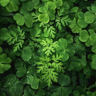 Calming landscape phone wallpaper