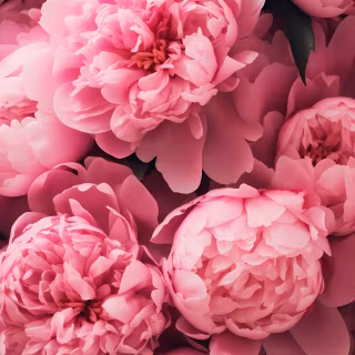 iPhone 16 pink wallpaper