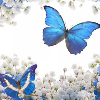 Butterflies phone wallpaper