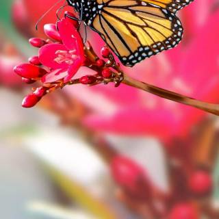 Butterflies phone wallpaper