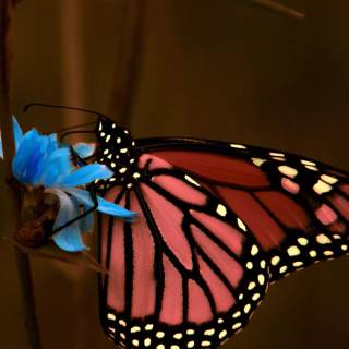 Butterflies phone wallpaper