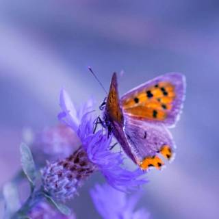 Butterflies phone wallpaper