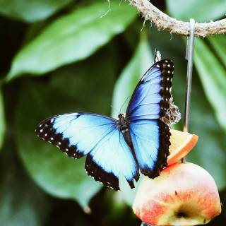 Butterflies phone wallpaper