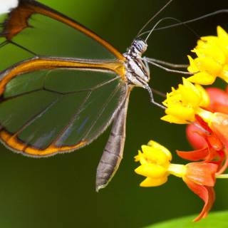 Butterflies phone wallpaper