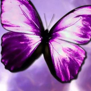 Butterflies phone wallpaper