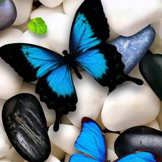 Butterflies phone wallpaper