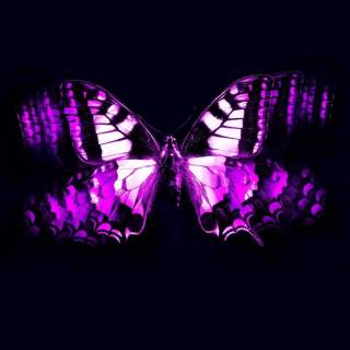 Butterflies phone wallpaper