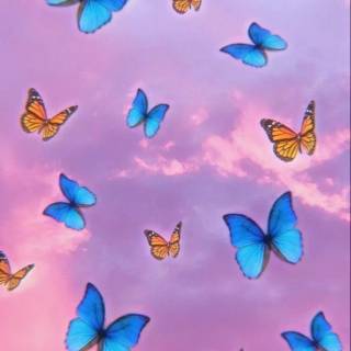 Butterflies phone wallpaper