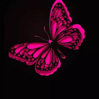 Butterflies phone wallpaper