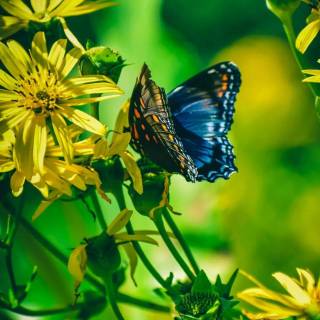 Butterflies phone wallpaper