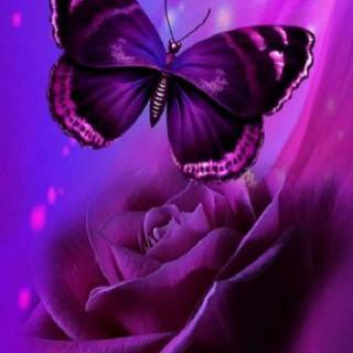 Butterflies phone wallpaper