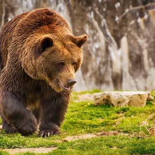 Brown bear 4k wallpaper