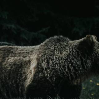 Brown bear 4k wallpaper