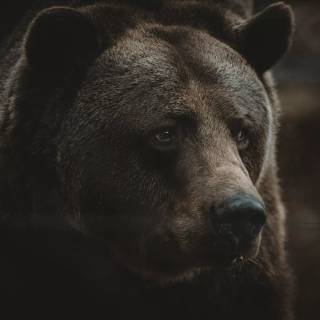 Brown bear 4k wallpaper