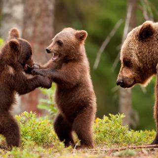 Brown bear 4k wallpaper