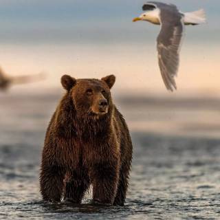 Brown bear 4k wallpaper