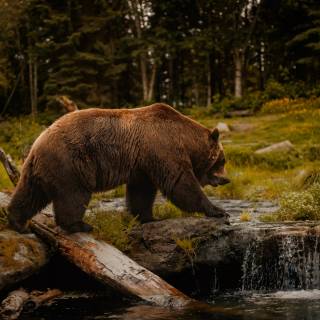 Brown bear 4k wallpaper