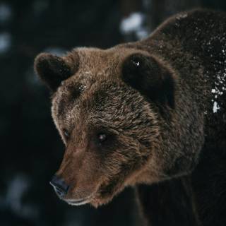 Brown bear 4k wallpaper