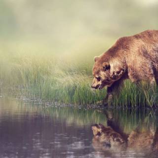 Brown bear 4k wallpaper