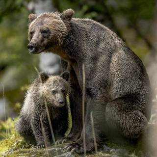 Brown bear 4k wallpaper