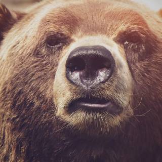 Brown bear 4k wallpaper