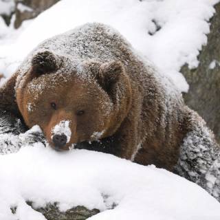 Brown bear 4k wallpaper