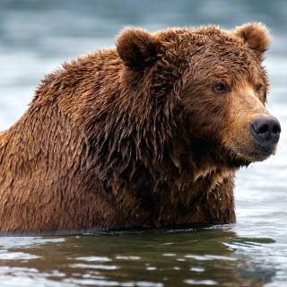 Brown bear 4k wallpaper