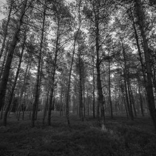 4k black and white PC wallpaper