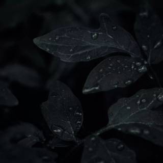 Dark rain 4k wallpaper