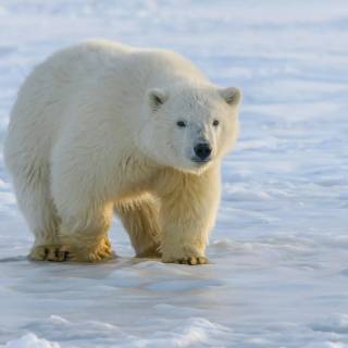 4k polar bear wallpaper