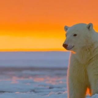 Polar bear iPhone wallpaper